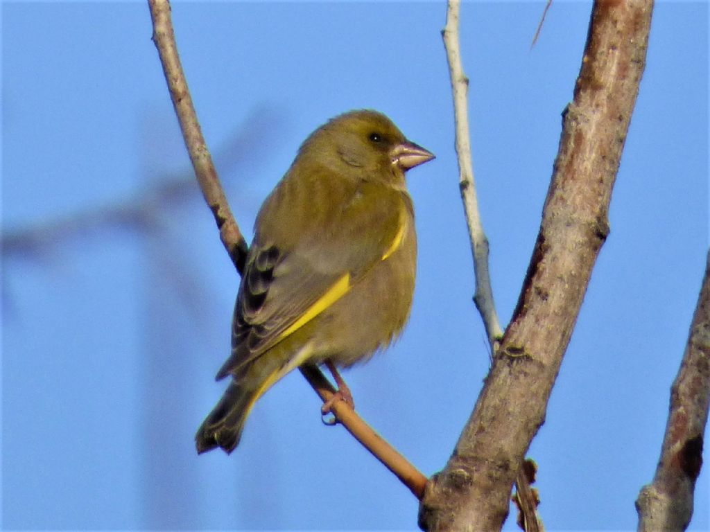 Verdone (Carduelis chloris)